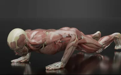 Skelettmuskulatur: Aufbau und Anatomie von Muskelfasern
