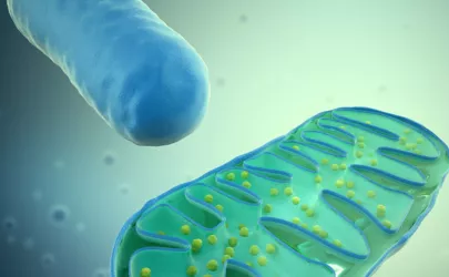 3D Illustration eines Mitochondriums - Mikrobiologie Illustration